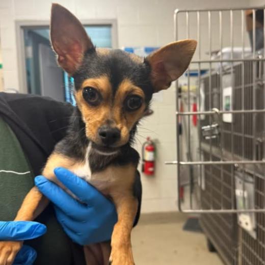 Enlarge Rex C-34431, a Adoptable Chihuahua in Oklahoma City, OK image 4/6