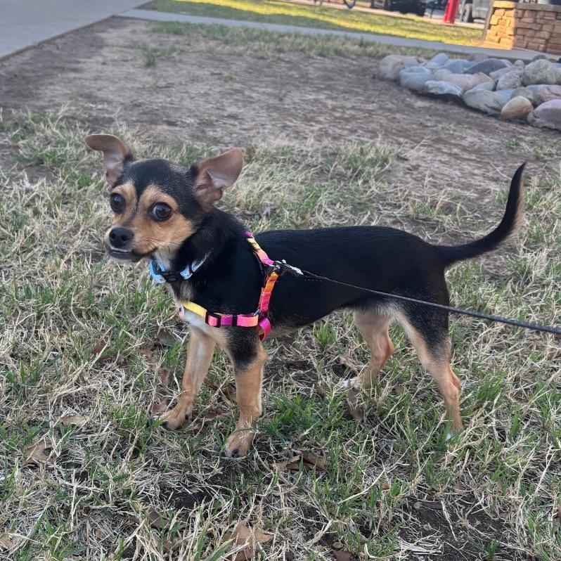 Enlarge Rex C-34431, a Adoptable Chihuahua in Oklahoma City, OK image 5/6