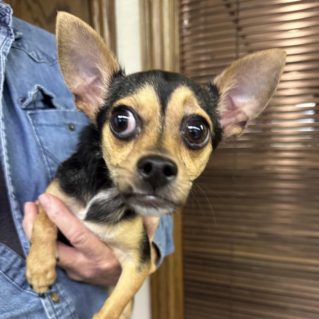 Enlarge Rex C-34431, a Adoptable Chihuahua in Oklahoma City, OK image 6/6