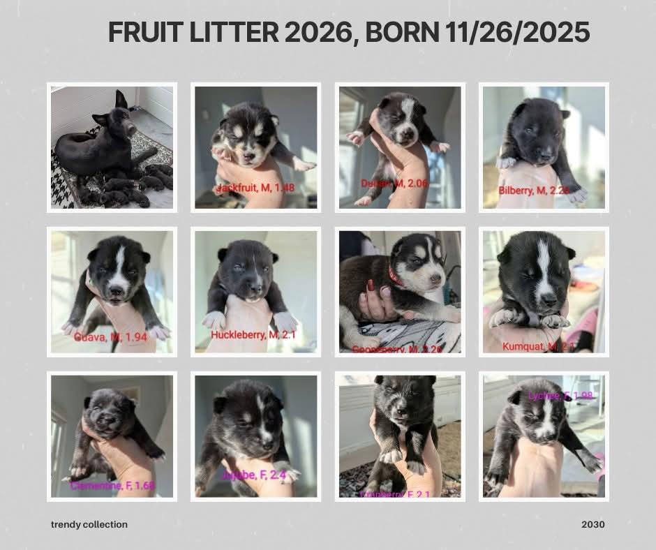 Enlarge Cherry, a Adoptable German Shepherd Dog in Charlotte, NC image 3/3