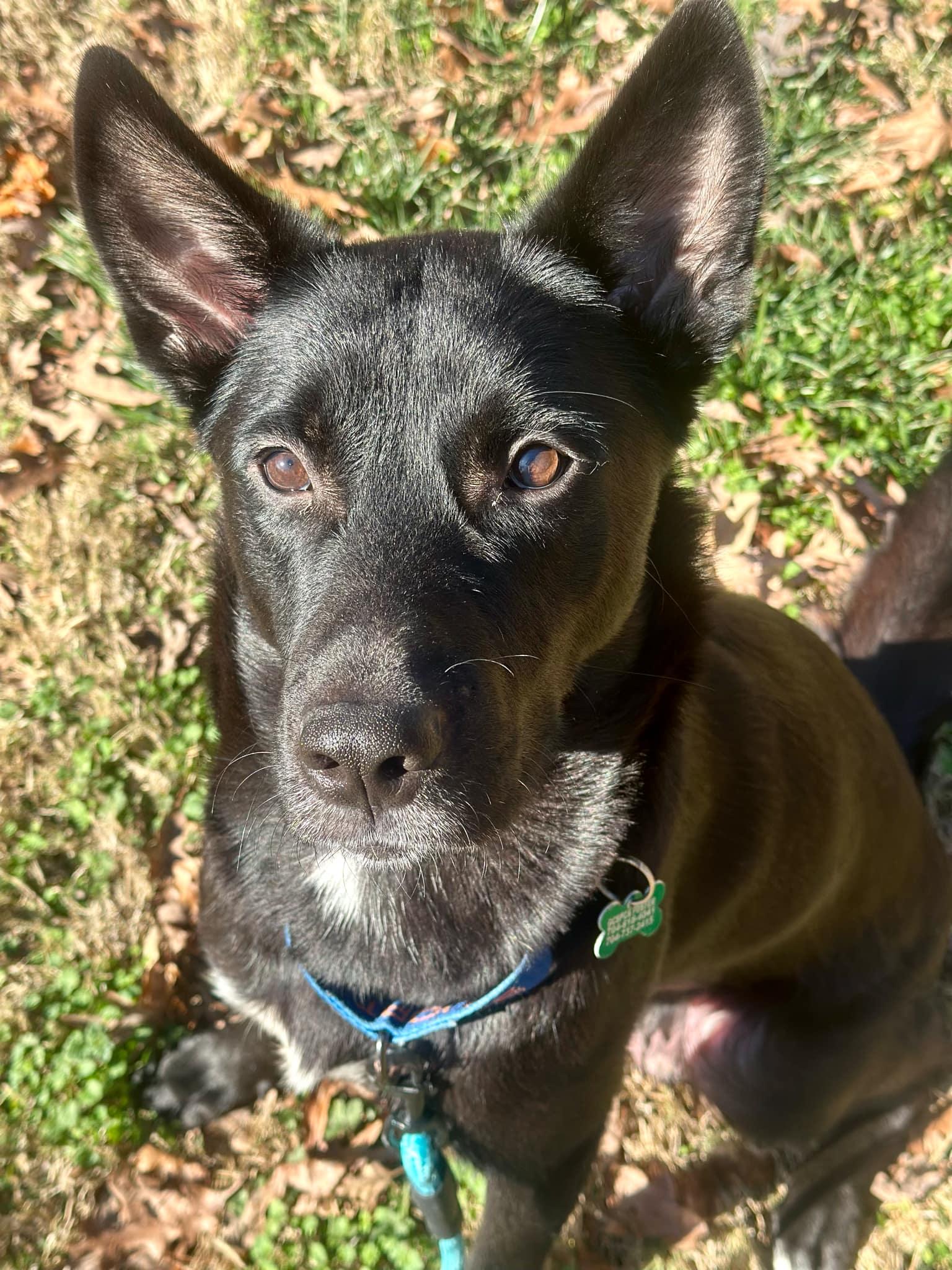 Cherry, Adoptable, Adult Female German Shepherd Dog.