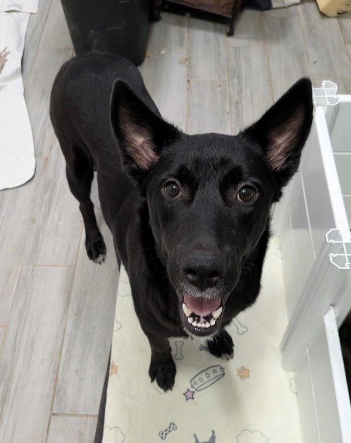 Enlarge Cherry, a Adoptable German Shepherd Dog in Charlotte, NC image 1/3