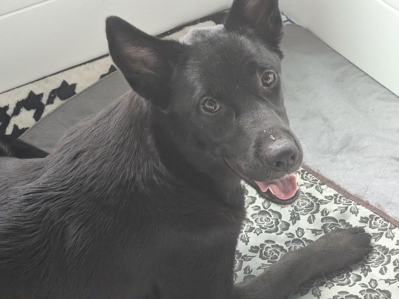 Enlarge Cherry, a Adoptable German Shepherd Dog in Charlotte, NC image 2/3