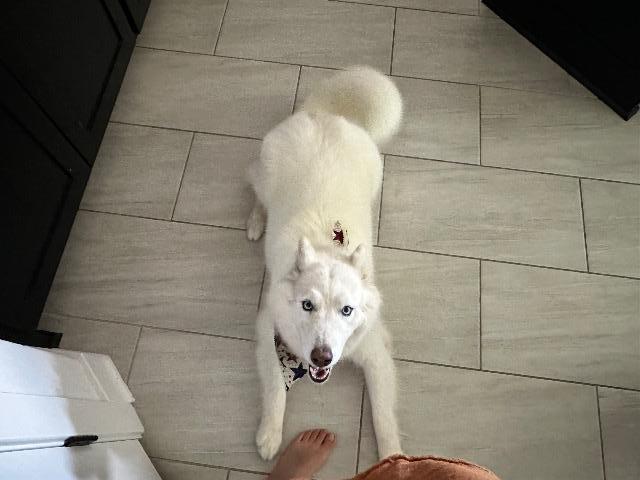 Ellie, Adoptable, Senior Female Siberian Husky.