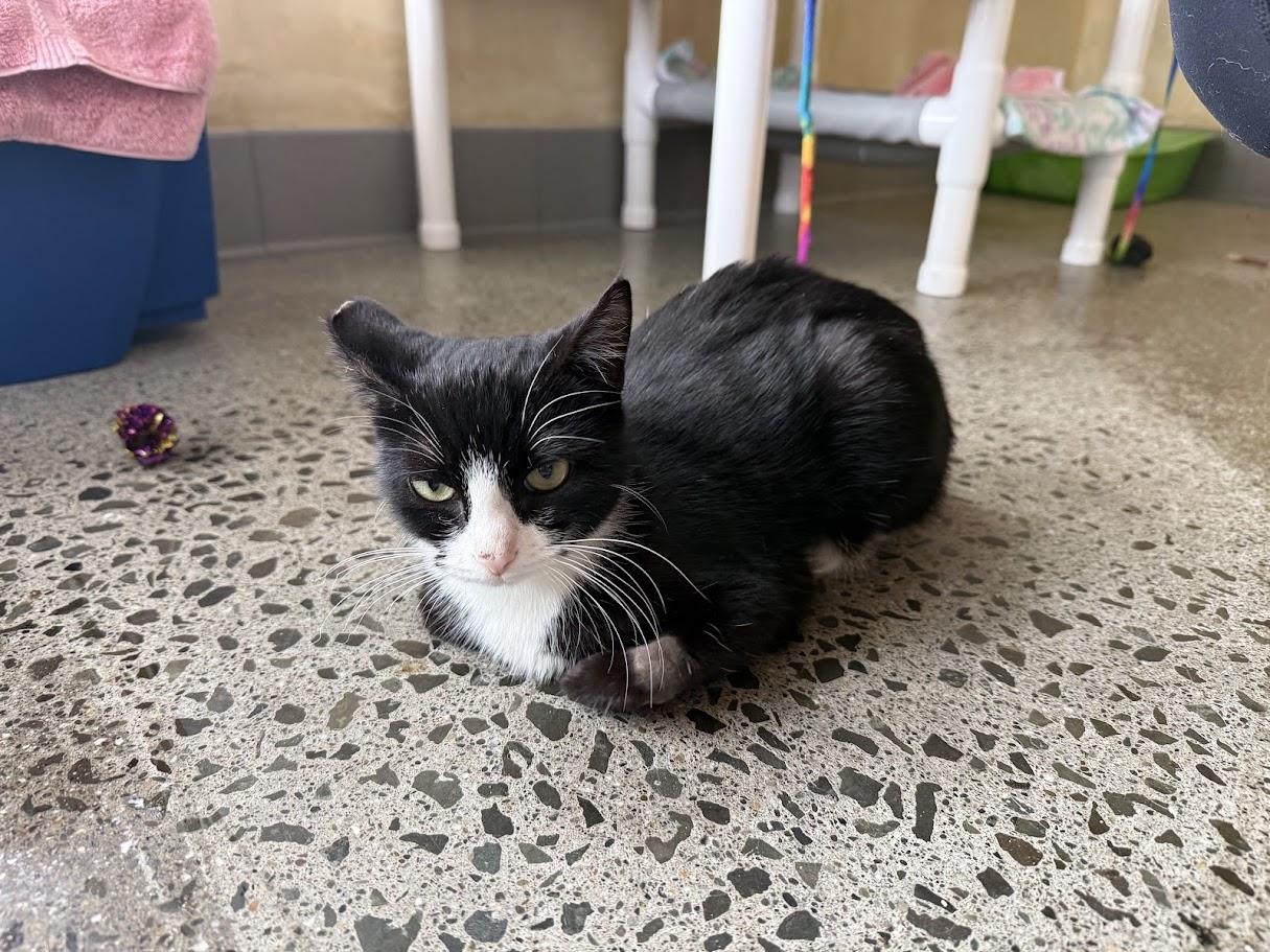 Enlarge Coquita, a ADOPTABLE Domestic Short Hair in Berkeley, CA image 3/6