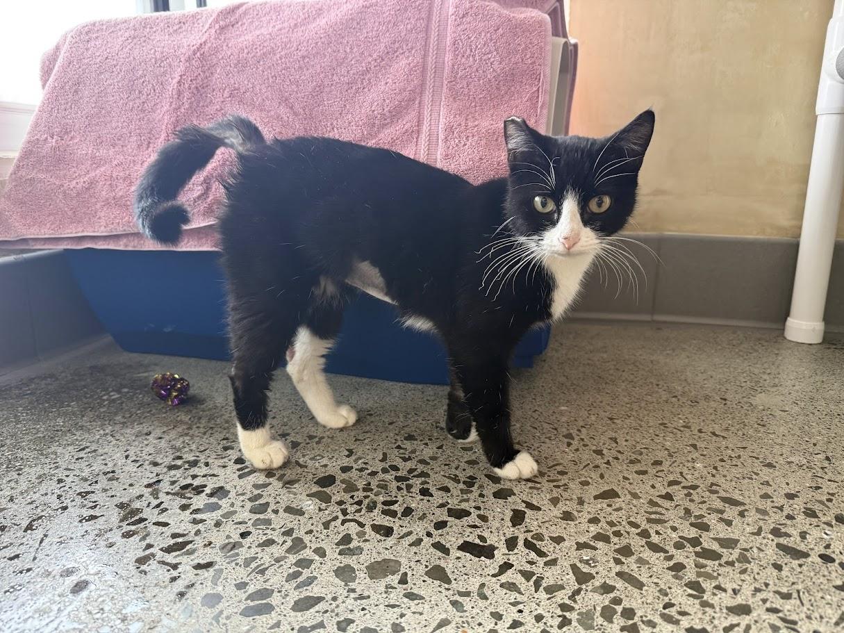 Enlarge Coquita, a ADOPTABLE Domestic Short Hair in Berkeley, CA image 5/6