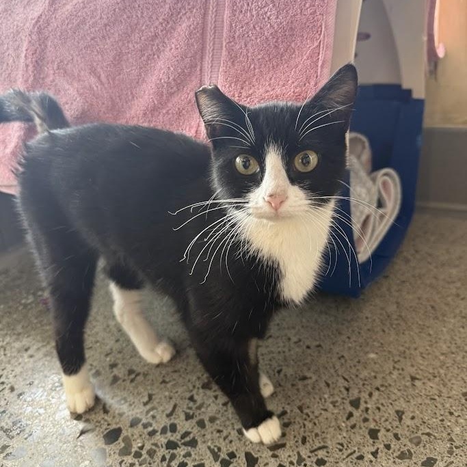Enlarge Coquita, a ADOPTABLE Domestic Short Hair in Berkeley, CA image 1/6