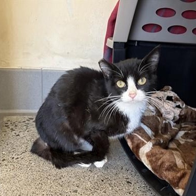 Enlarge Coquita, a ADOPTABLE Domestic Short Hair in Berkeley, CA image 2/6