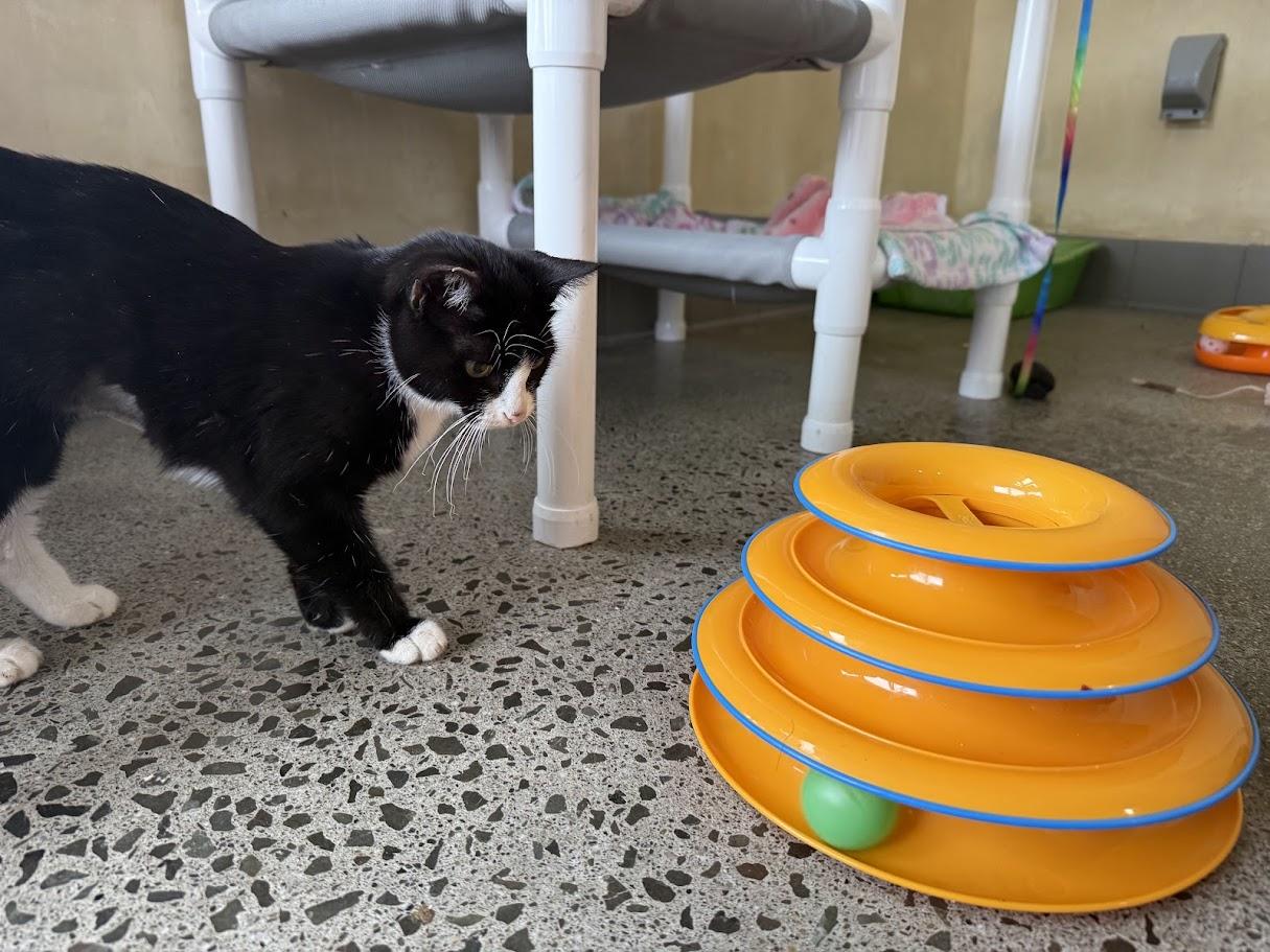 Enlarge Coquita, a ADOPTABLE Domestic Short Hair in Berkeley, CA image 6/6