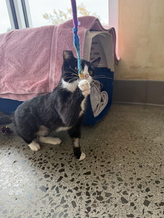 Enlarge Coquita, a ADOPTABLE Domestic Short Hair in Berkeley, CA image 4/6