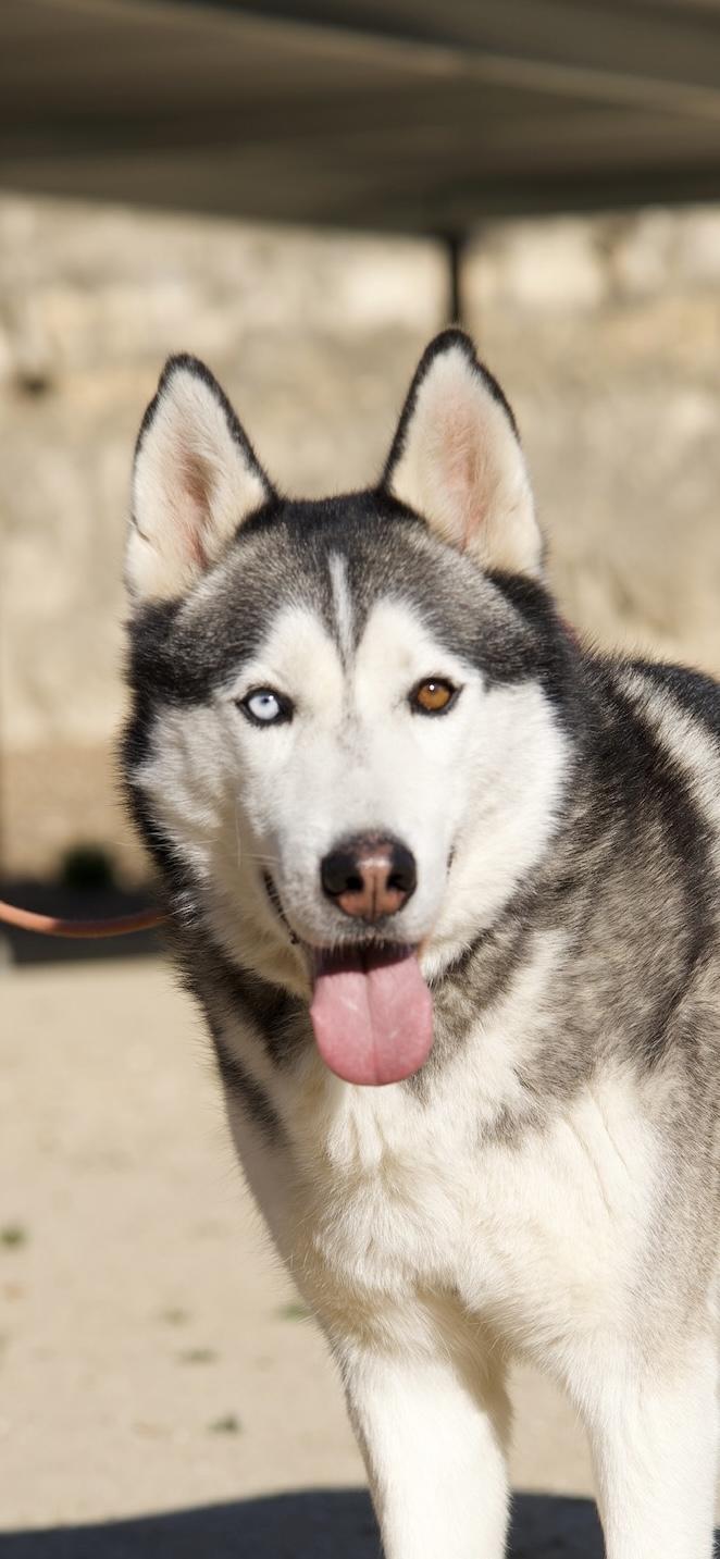 Enlarge Harley, a Adoptable Husky in Templeton, CA image 2/4