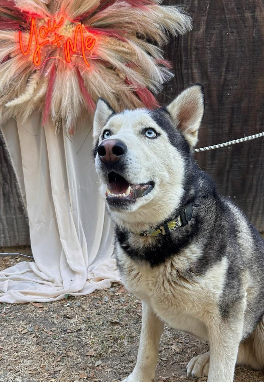 Enlarge Harley, a Adoptable Husky in Templeton, CA image 3/4