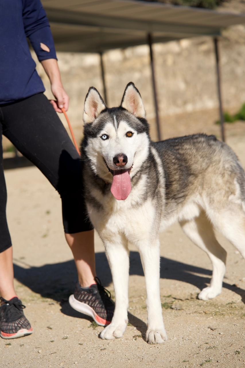 Enlarge Harley, a Adoptable Husky in Templeton, CA image 4/4