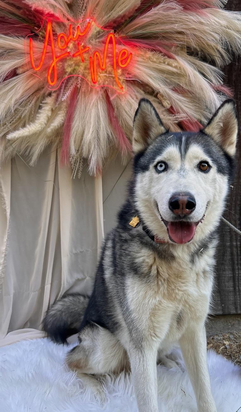 Enlarge Harley, a Adoptable Husky in Templeton, CA image 1/4