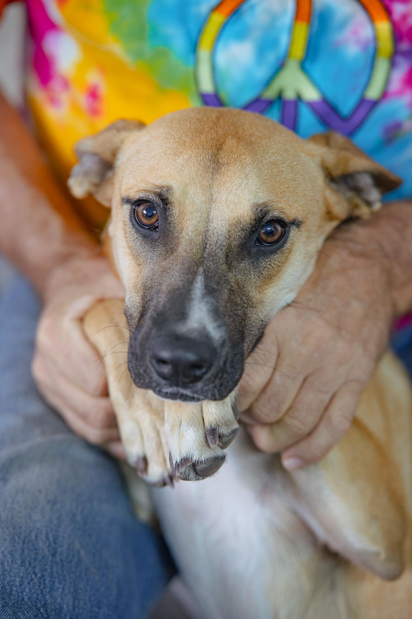 Enlarge RUBY, an adopted mixed breed in Globe, AZ image 1/1
