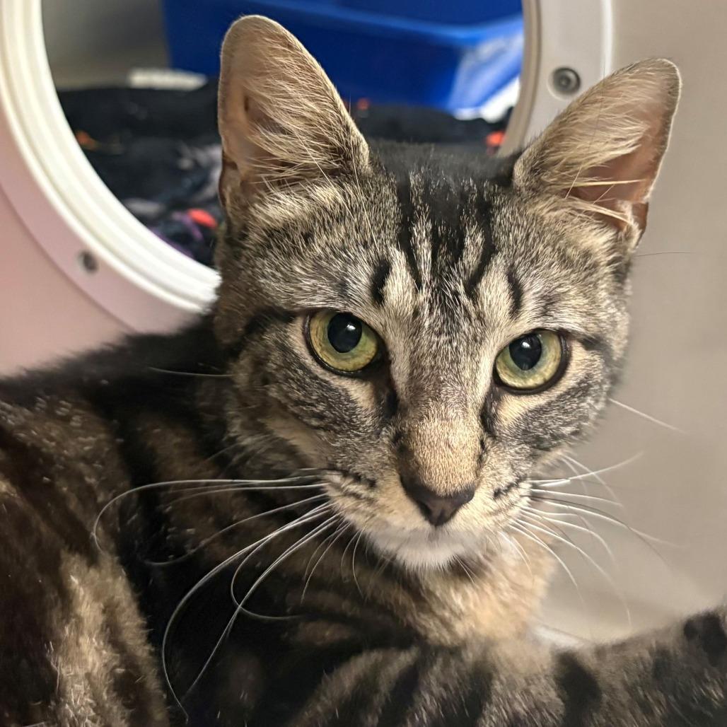 Polly, Adoptable, Young Female Domestic Short Hair.