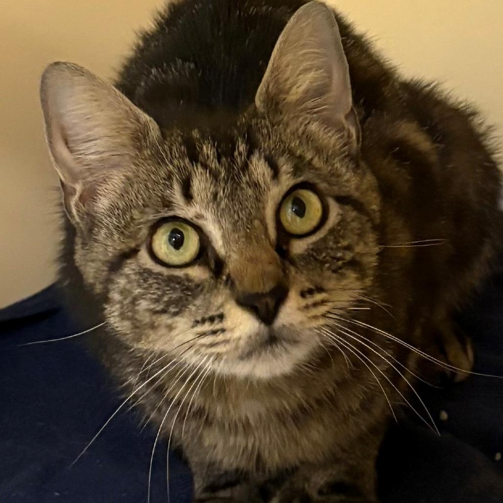Enlarge Polly, a Adoptable Domestic Short Hair in East Hanover, NJ image 2/3