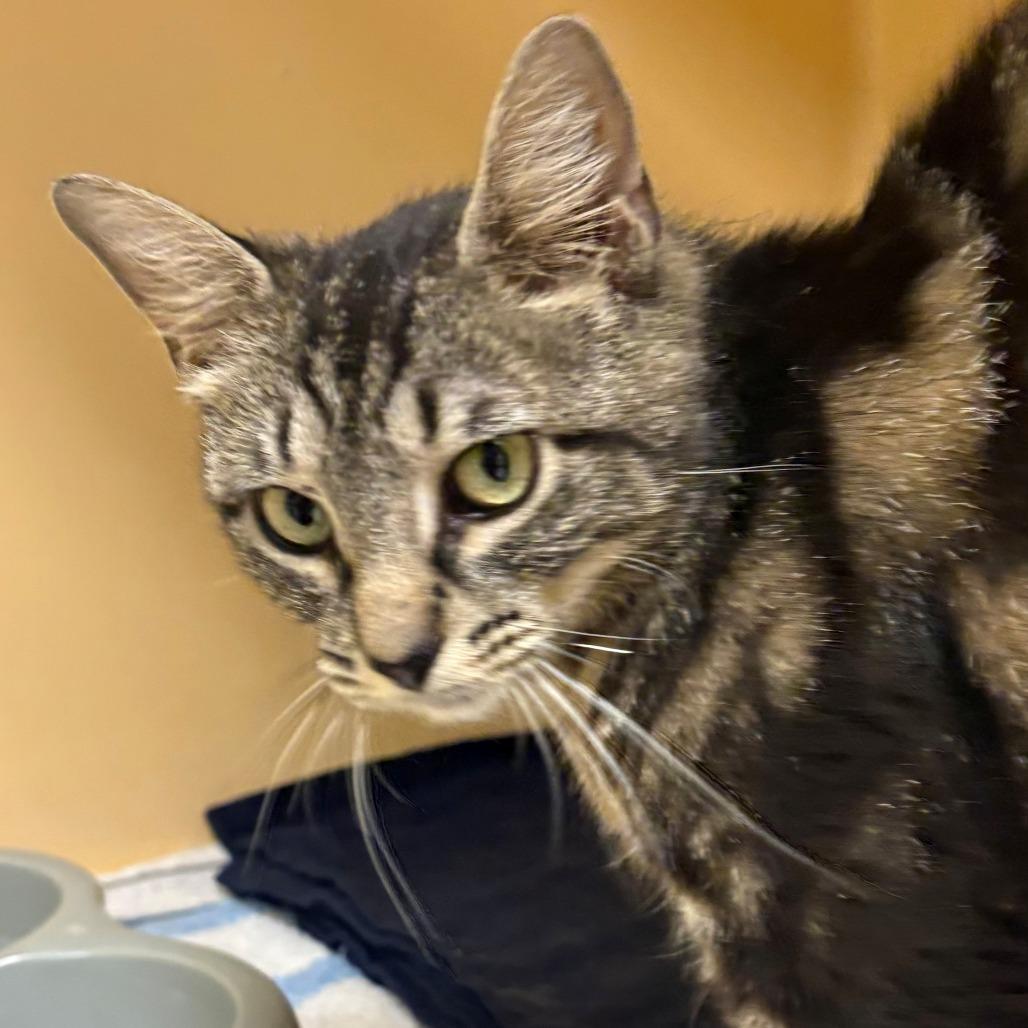 Enlarge Polly, a Adoptable Domestic Short Hair in East Hanover, NJ image 3/3