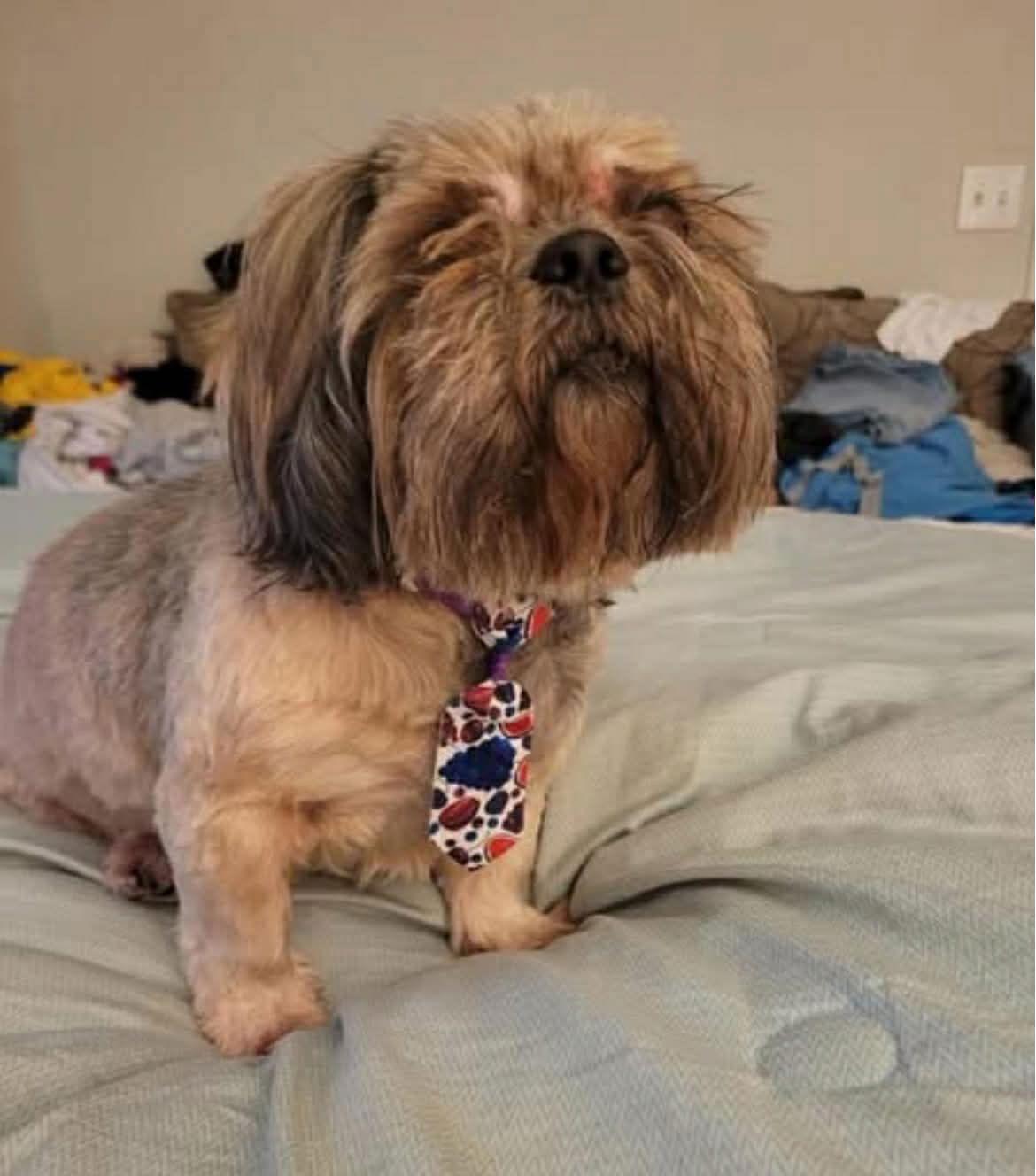 Teddy B, Adopted, Adult Male Shih Tzu.