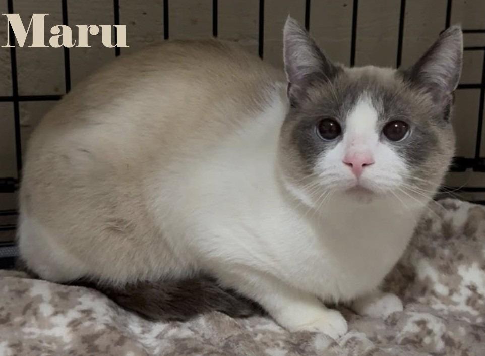 Enlarge Maru, an adoptable Snowshoe in Shawnigan Lake, BC image 1/1