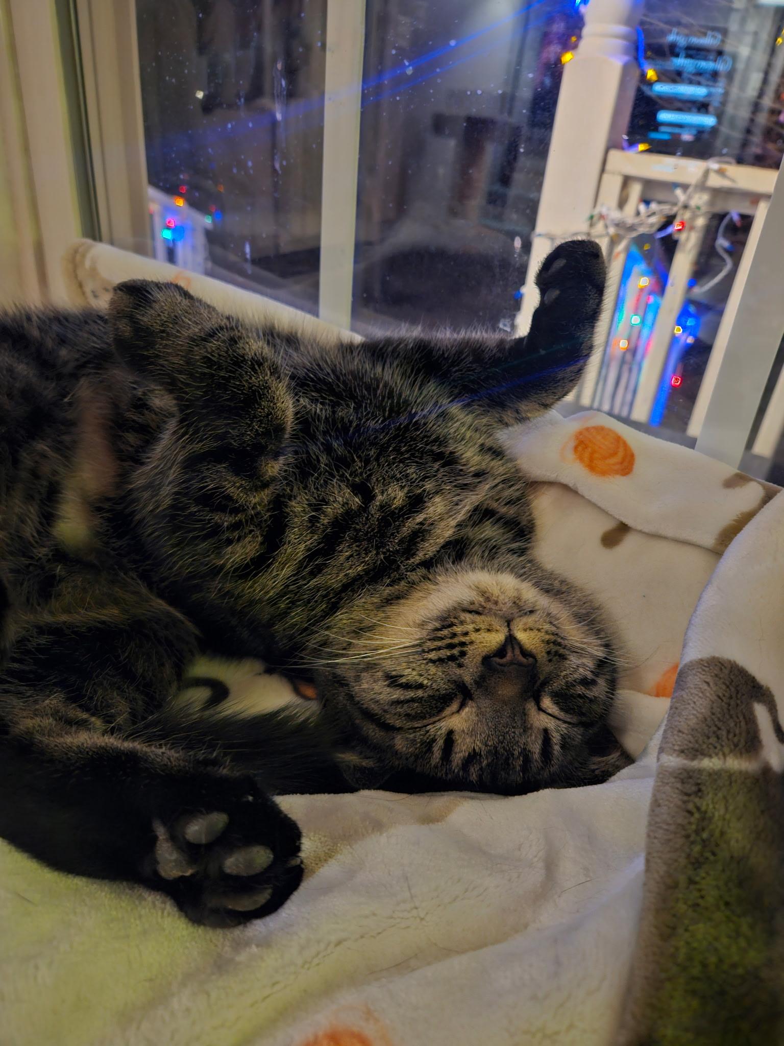 Enlarge Gabby, an adopted mixed breed in Sanford, NC image 3/3