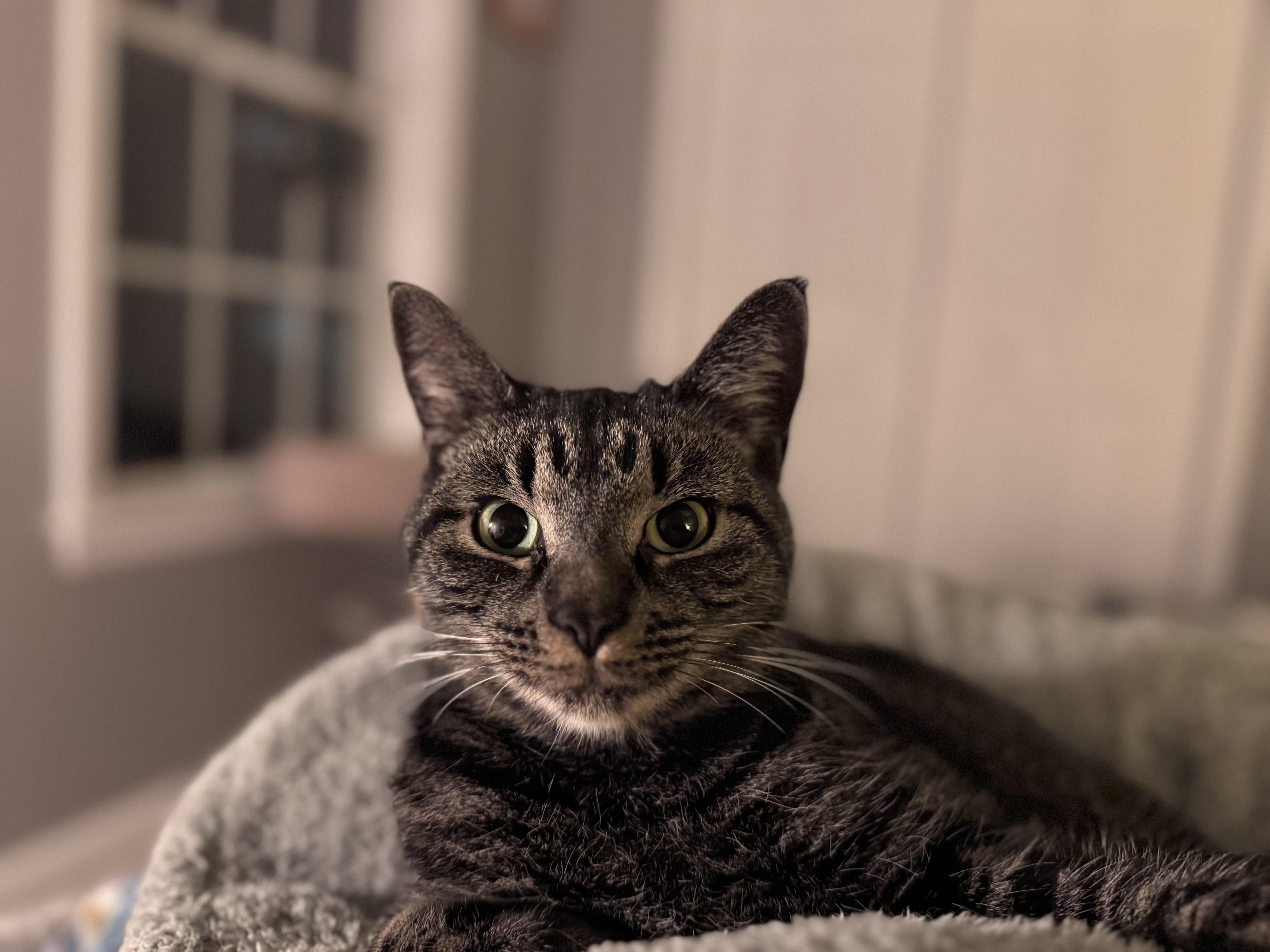 Gabby, ADOPTABLE, Adult Female Tabby.