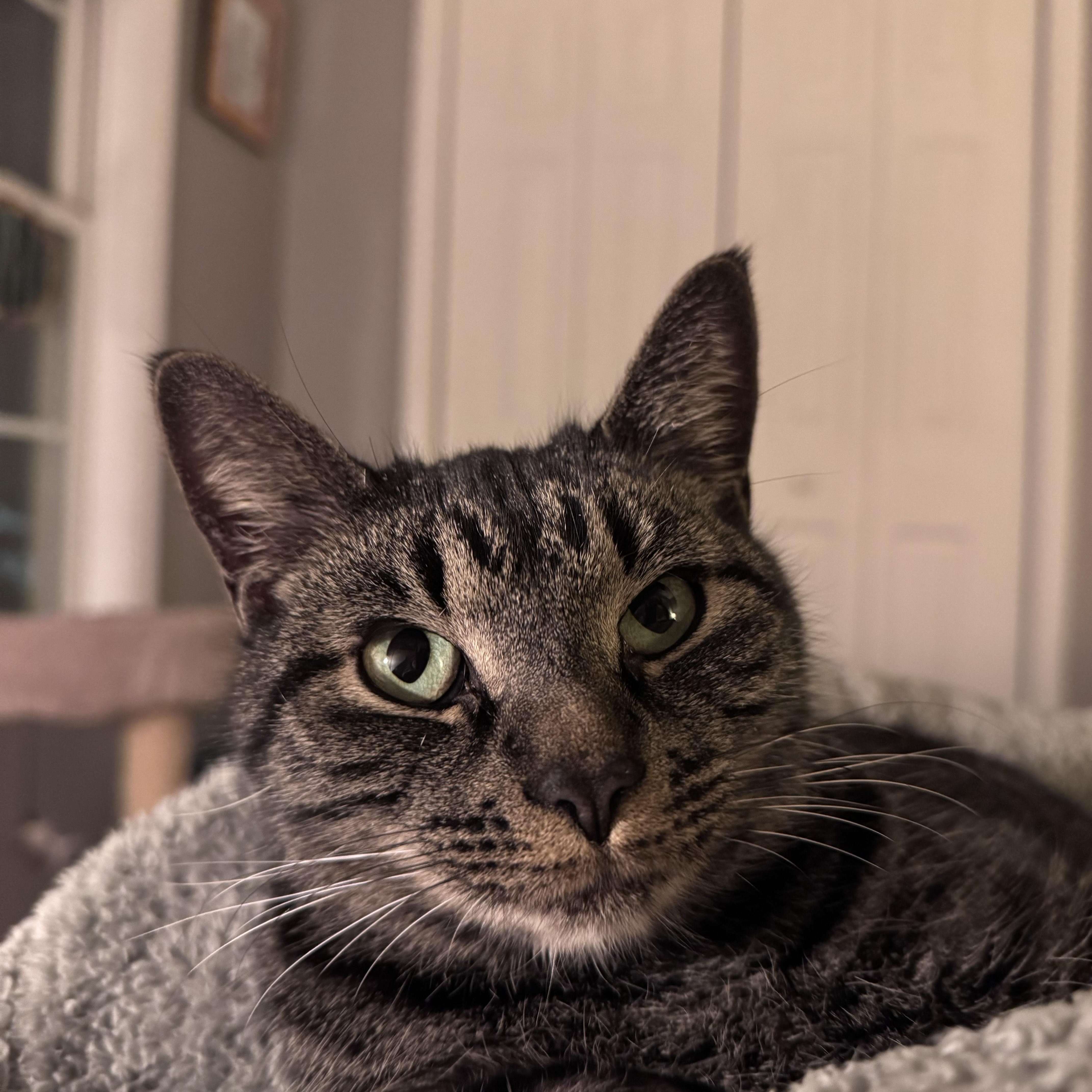 Enlarge Gabby, an adopted mixed breed in Sanford, NC image 2/3