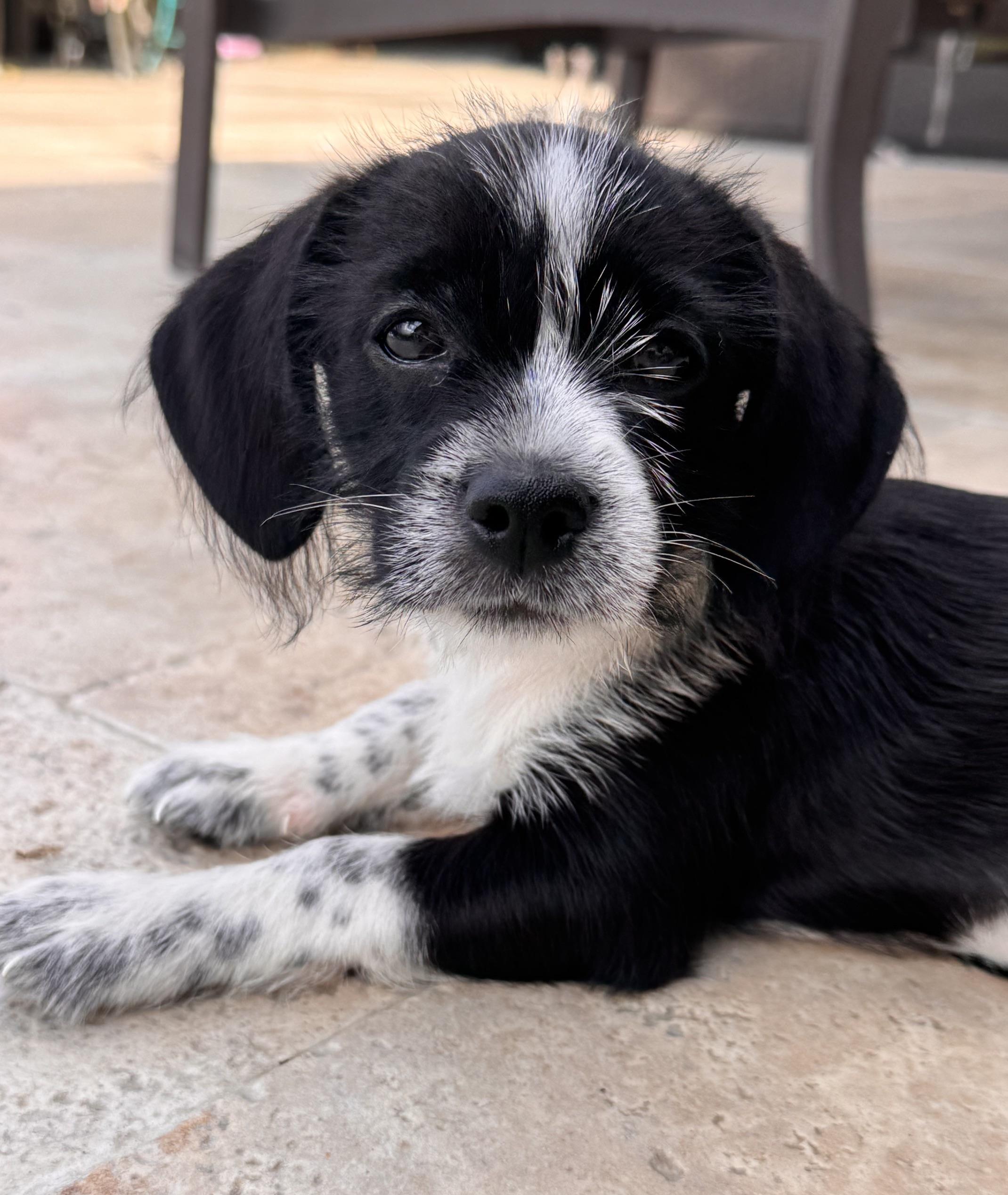 Gidget, Adoptable, Young Male Shih Tzu.