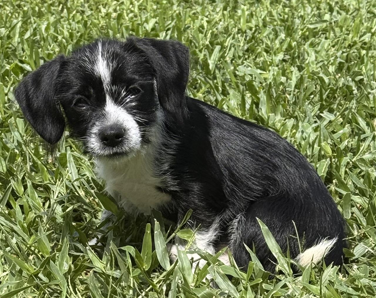 Enlarge Gidget, a Adoptable mixed breed in Orlando, FL image 4/4