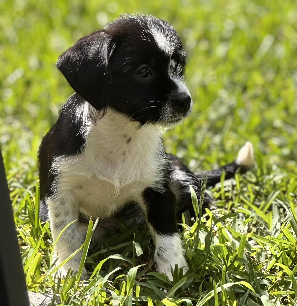 Enlarge Gidget, a Adoptable mixed breed in Orlando, FL image 3/4