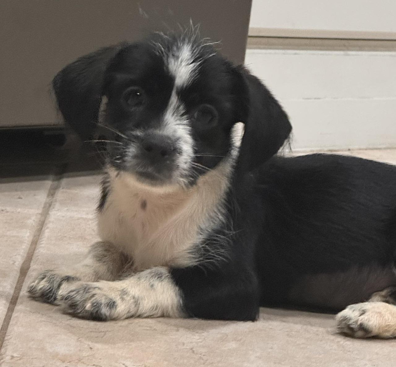 Enlarge Gidget, a Adoptable mixed breed in Orlando, FL image 2/4