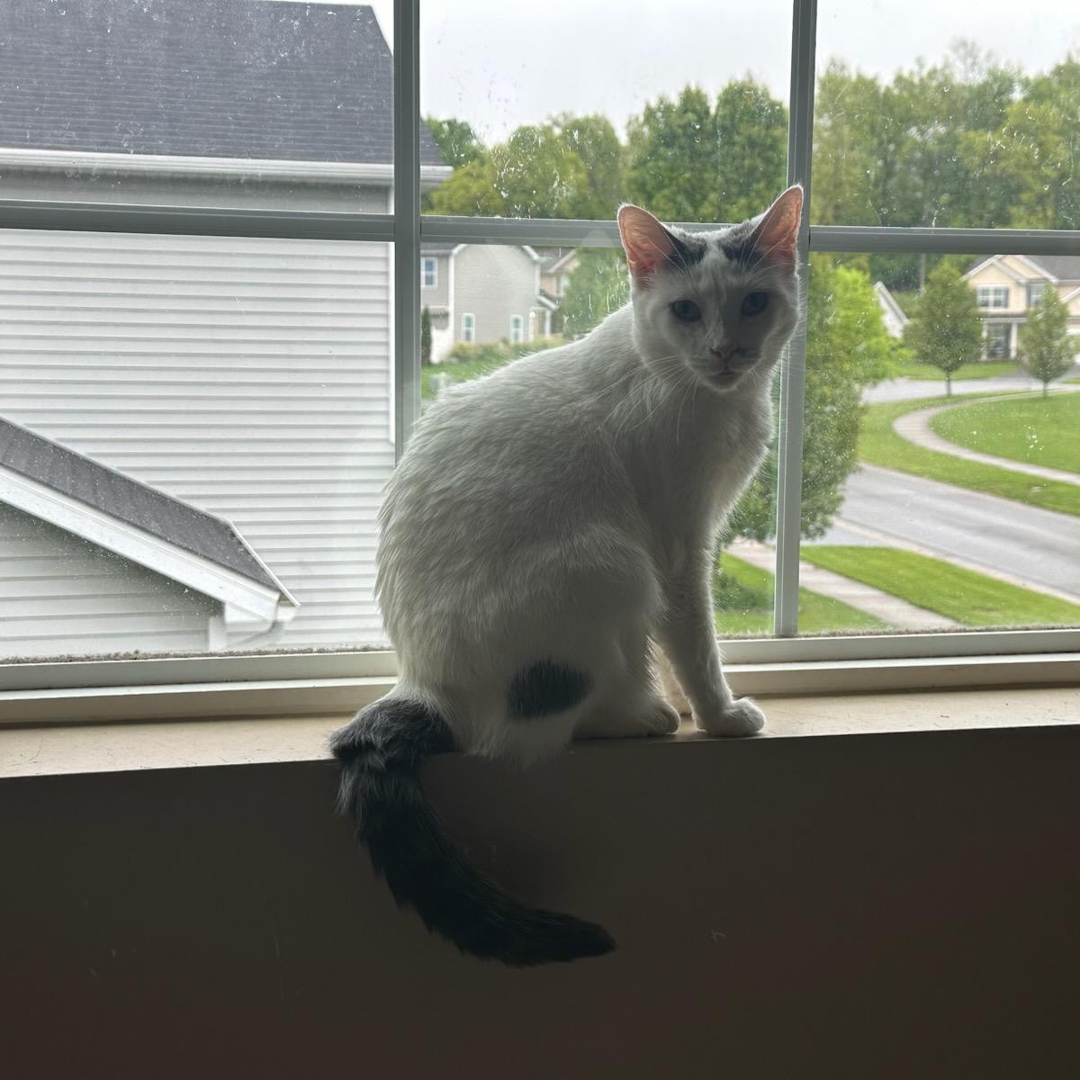 Mama Bear, a ADOPTABLE Domestic Short Hair in Honeoye, NY image 2/2