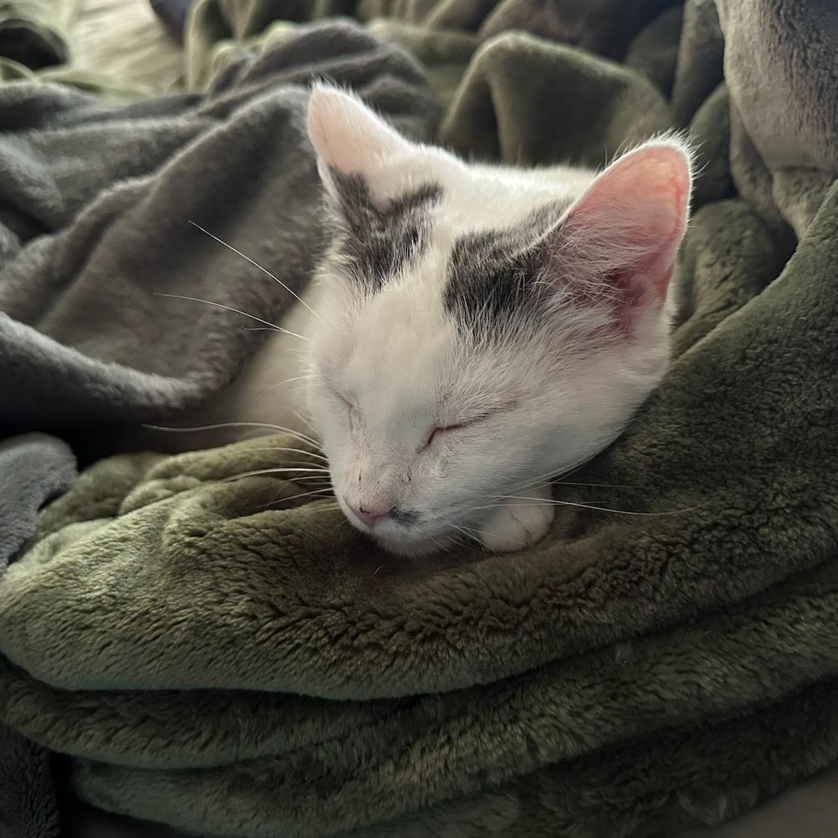 Mama Bear, ADOPTABLE, Adult Female Domestic Short Hair.
