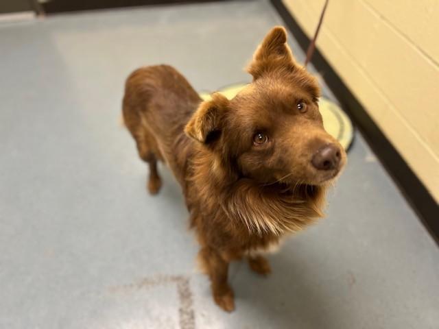 Enlarge JACK FROST, a Adoptable Australian Shepherd in Denver, CO image 1/1