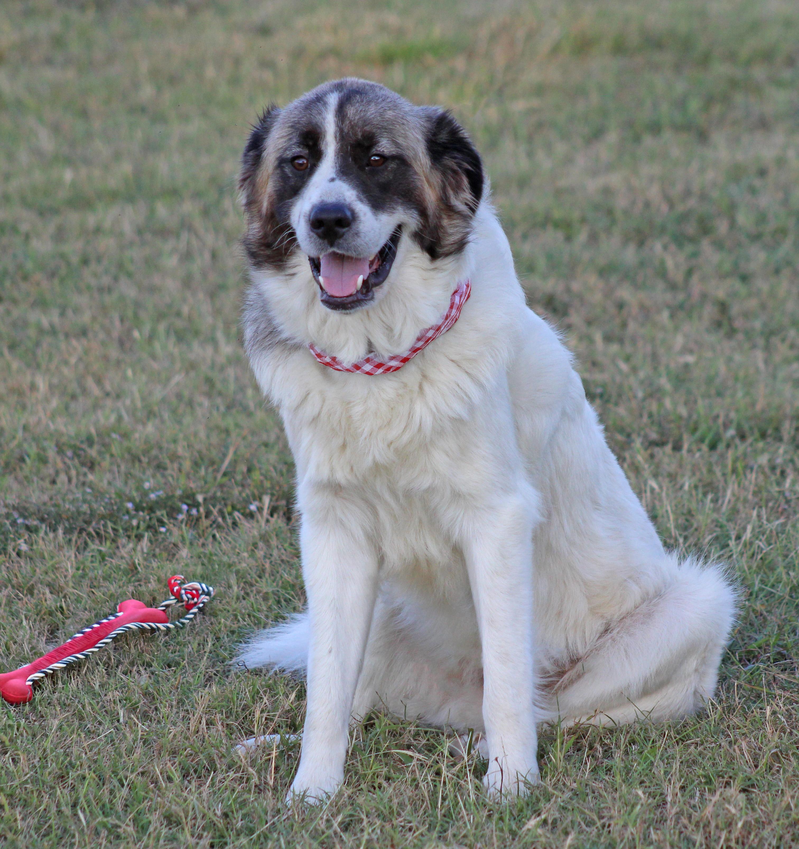 Redford, Adoptable, Young Male Great Pyrenees.
