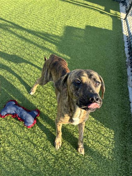 Bones, Adoptable, Adult Male Mixed Breed & Mixed Breed.