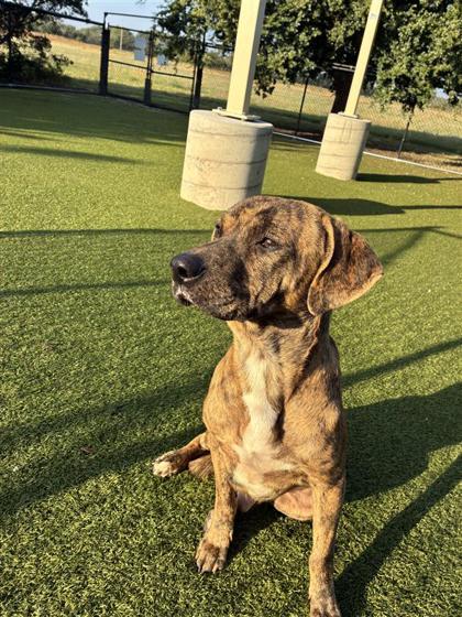 Enlarge Bones, a Adoptable Mixed Breed in Hutchinson, KS image 2/3