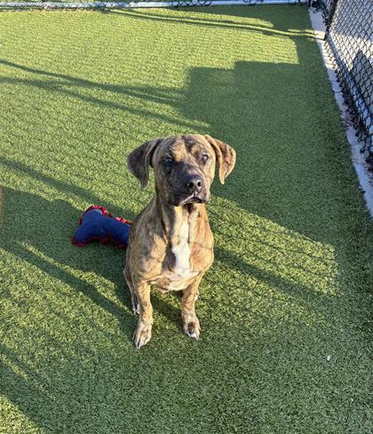Enlarge Bones, a Adoptable Mixed Breed in Hutchinson, KS image 3/3