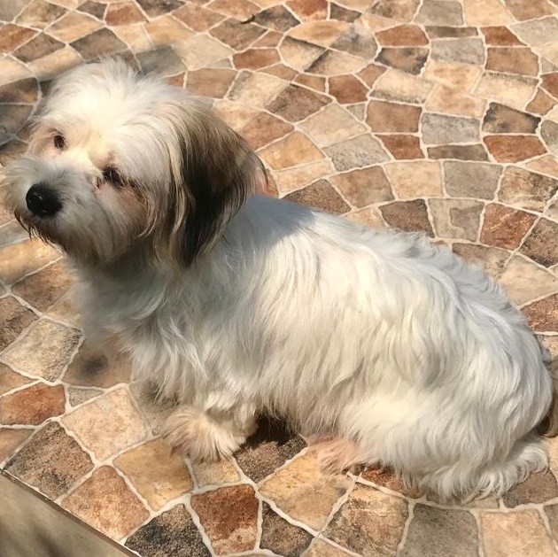 Ms. Suger Nut Cookie thumbnail 3