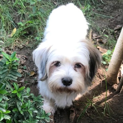 Ms. Suger Nut Cookie thumbnail 4