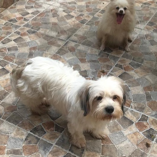 Ms. Suger Nut Cookie thumbnail 7