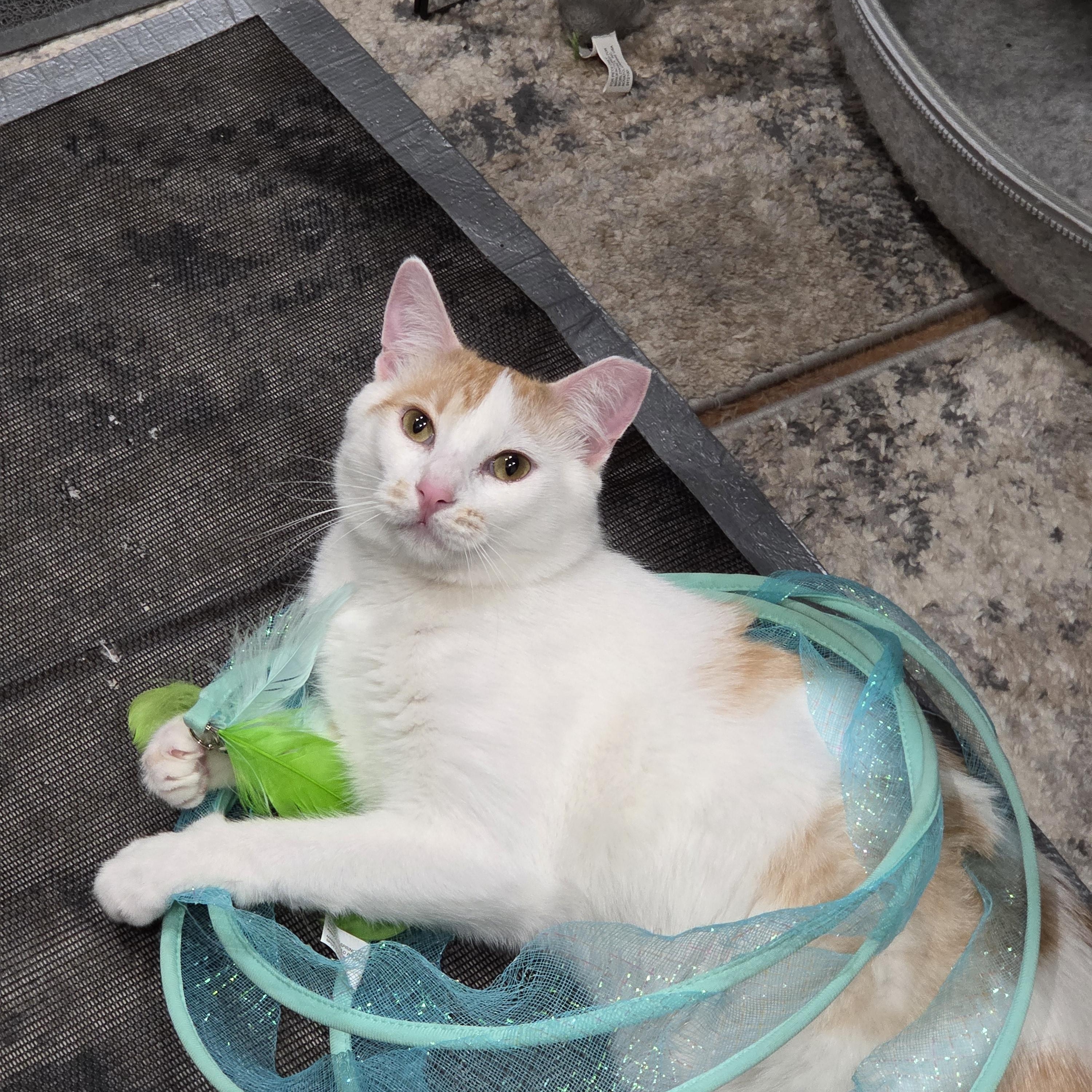 Joey, Adoptable, Young Male Domestic Short Hair & Turkish Van.