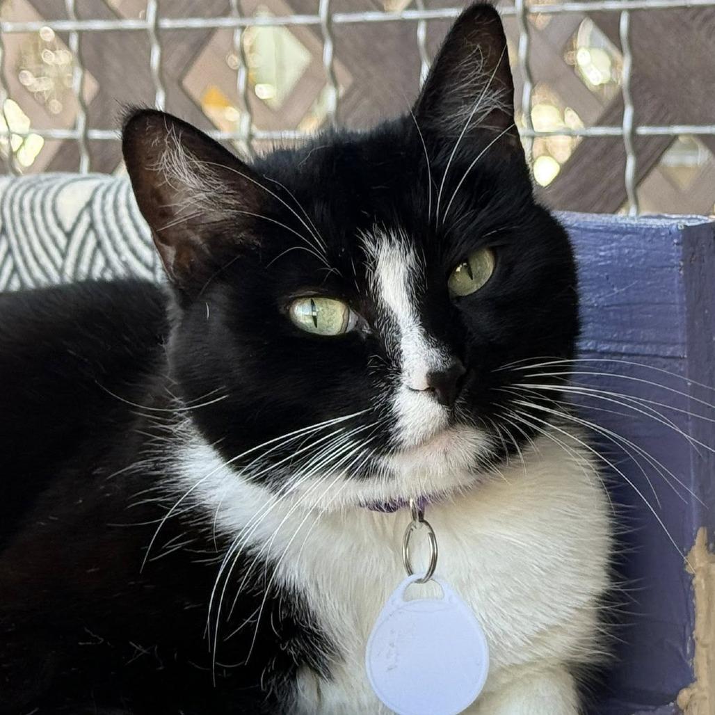 Enlarge Billow, a Adoptable Domestic Short Hair in Tucson, AZ image 1/6