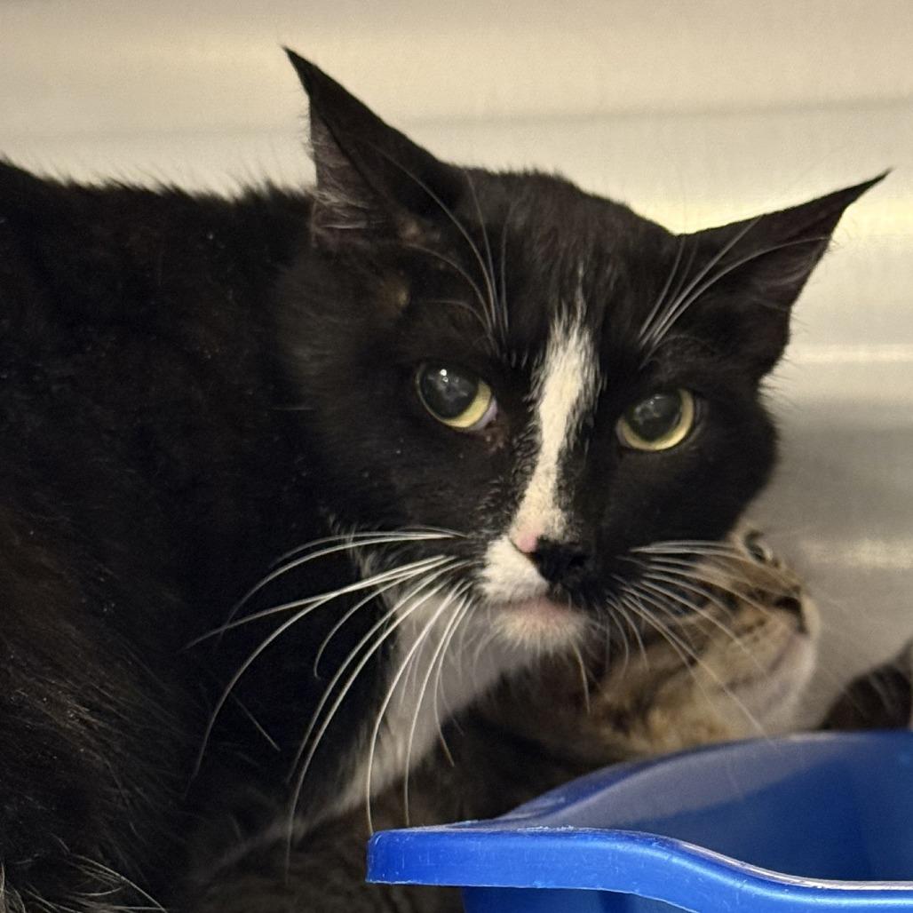 Enlarge Billow, a Adoptable Domestic Short Hair in Tucson, AZ image 1/5