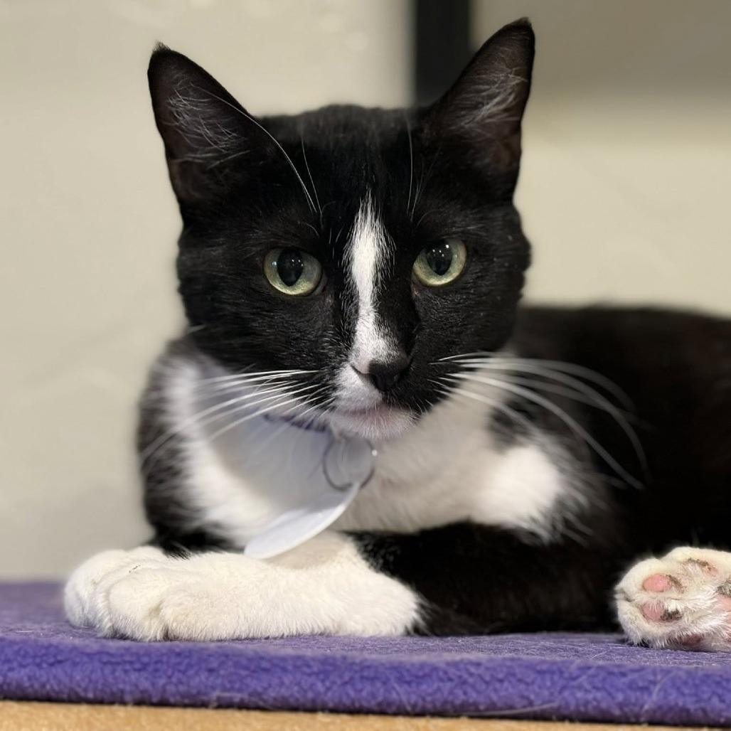 Enlarge Billow, a Adoptable Domestic Short Hair in Tucson, AZ image 2/5