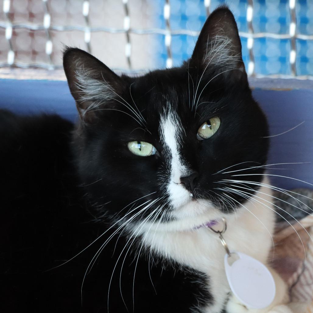 Enlarge Billow, a Adoptable Domestic Short Hair in Tucson, AZ image 3/6