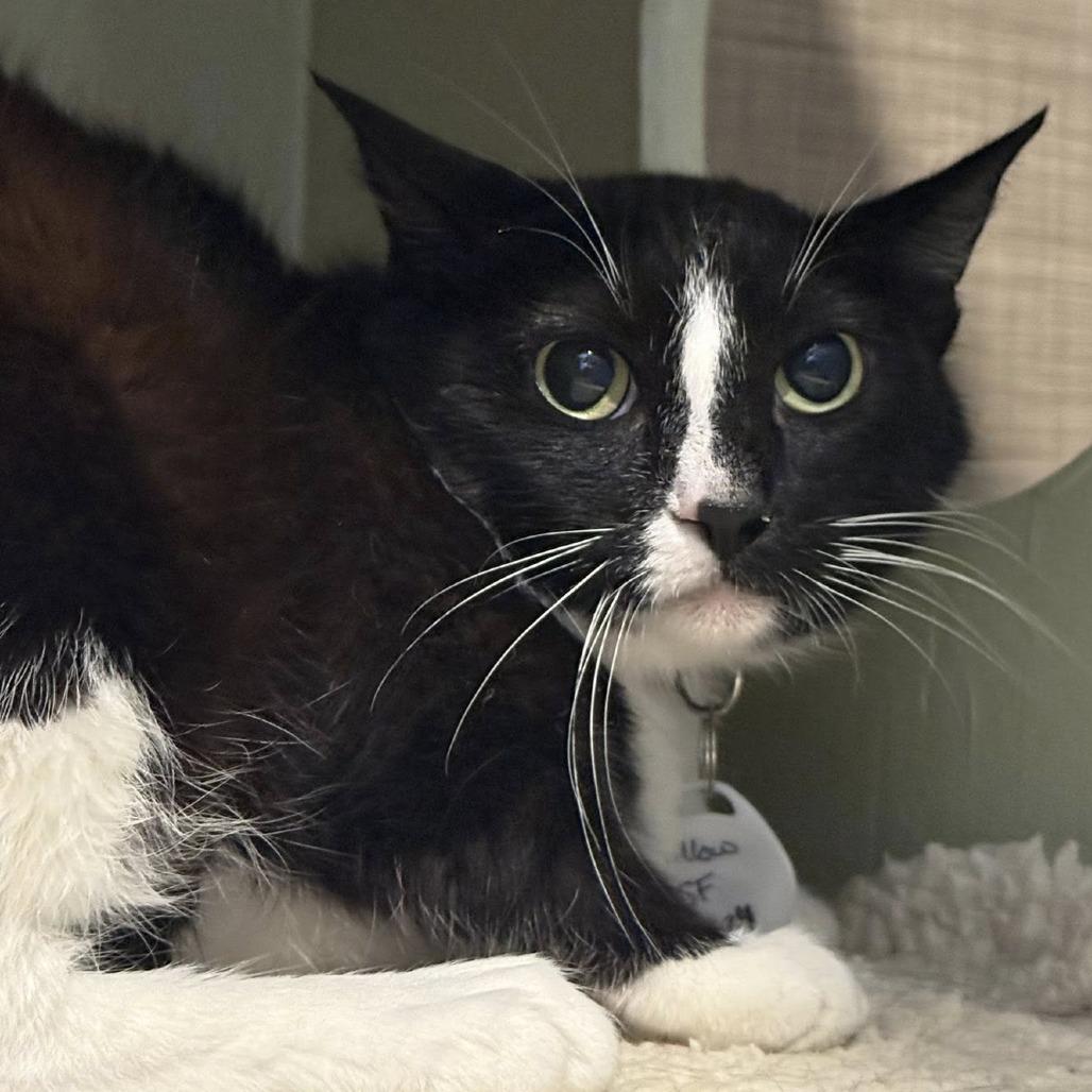 Enlarge Billow, a Adoptable Domestic Short Hair in Tucson, AZ image 3/5