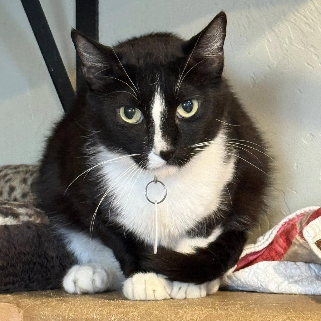 Enlarge Billow, a Adoptable Domestic Short Hair in Tucson, AZ image 4/5