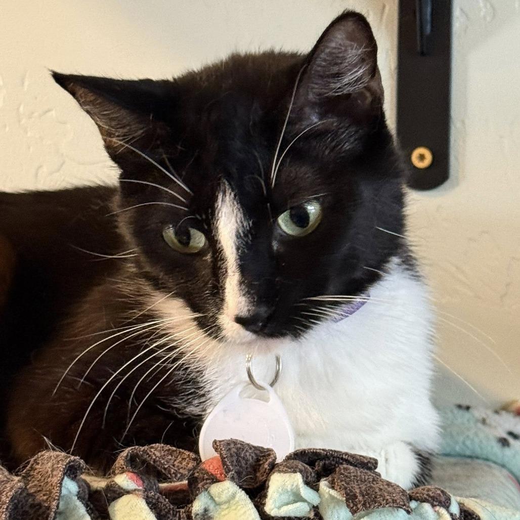 Enlarge Billow, a Adoptable Domestic Short Hair in Tucson, AZ image 5/5