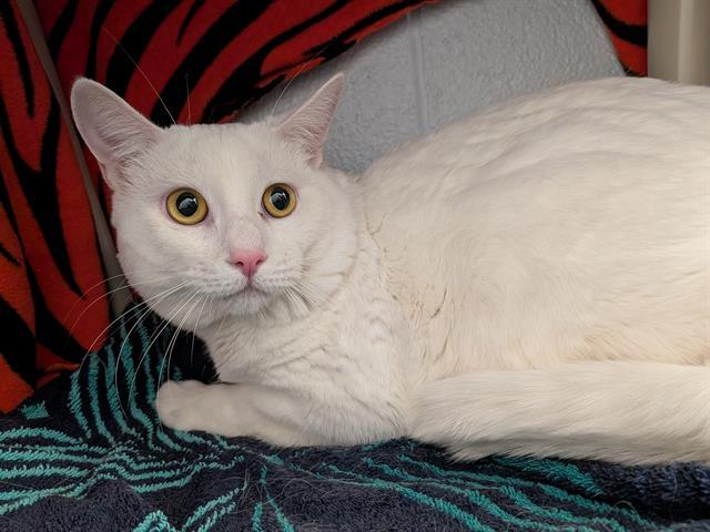 Enlarge CHESTER, a Adoptable Domestic Short Hair in Toronto, ON image 1/1